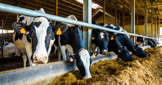 Moins de gaz à effet de serre grâce à des aliments de bétail adaptés