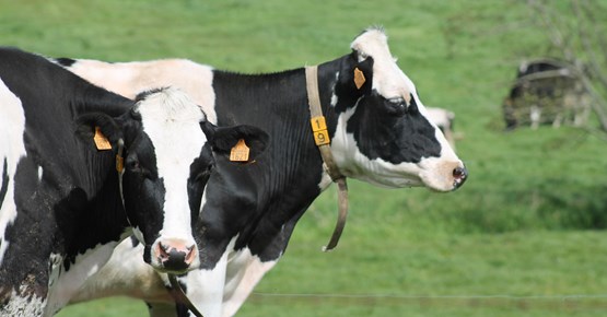 Koolstofvoetafdruk van Belgische melk daalt met 30 % op 20 jaar tijd