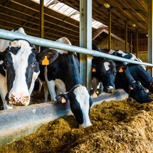 Moins de gaz à effet de serre grâce à des aliments de bétail adaptés