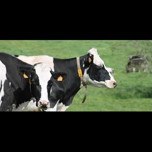 L’empreinte carbone du lait belge recule de 30% en 20 ans